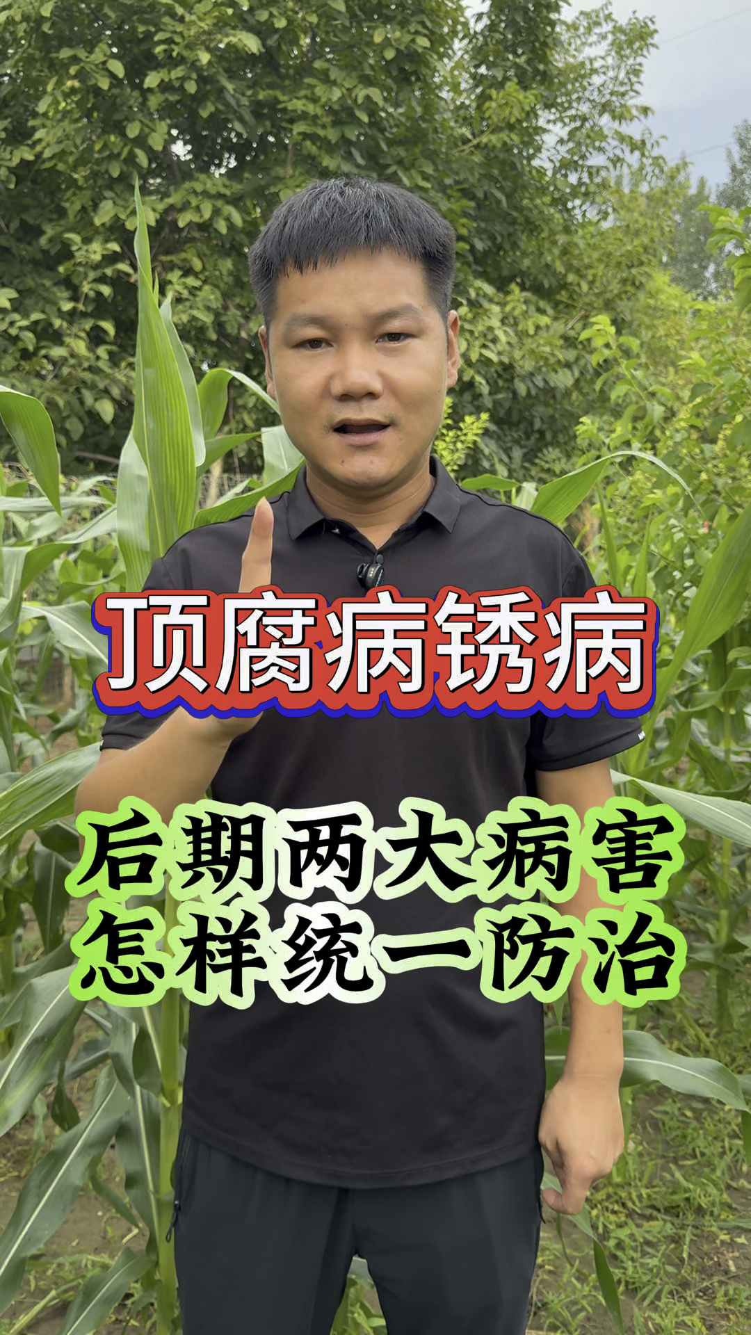 玉米后期两大病害顶腐病锈病,怎么统一防治