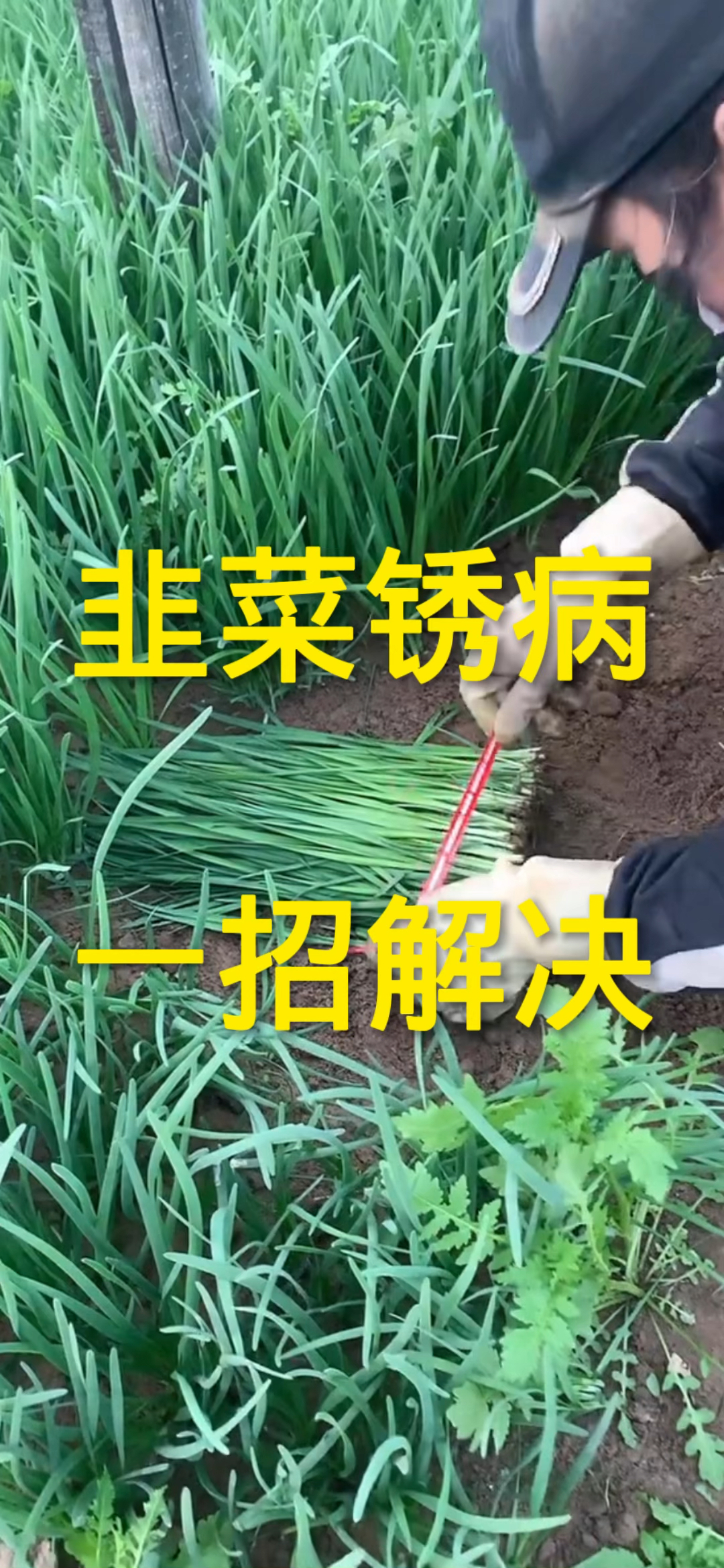 韭菜锈病,一招解决!