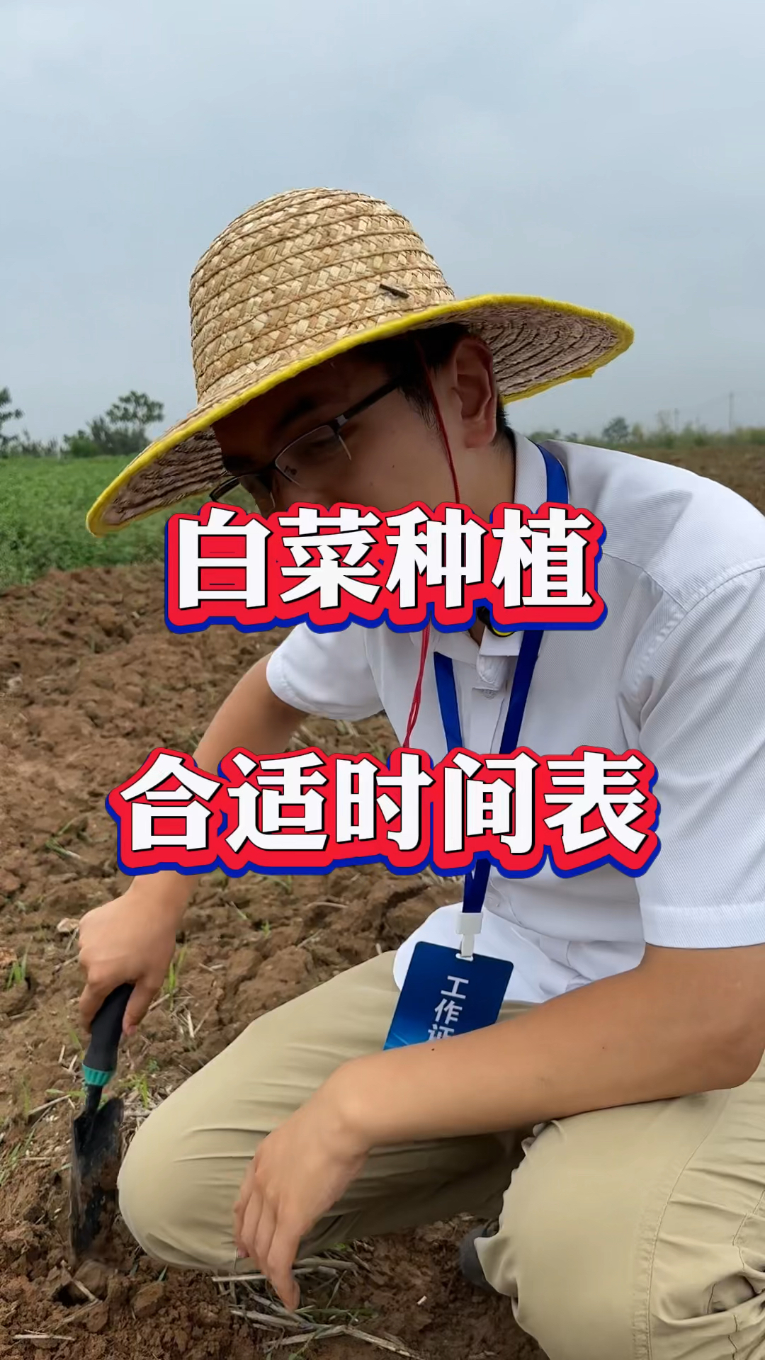 白菜合适种植时间表