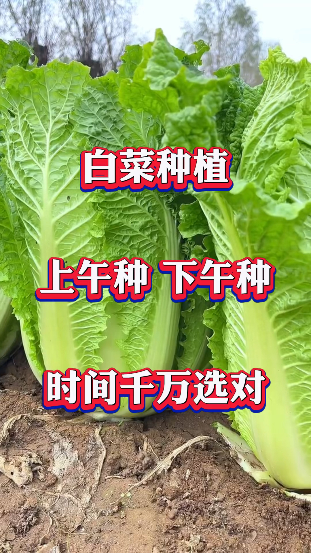 白菜上午种还是下午种