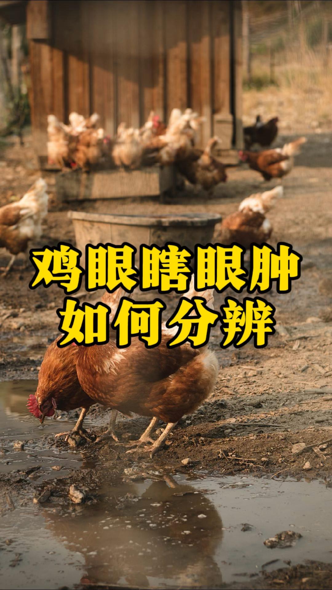 鸡眼睛瞎肿大是什么病,如何区分
