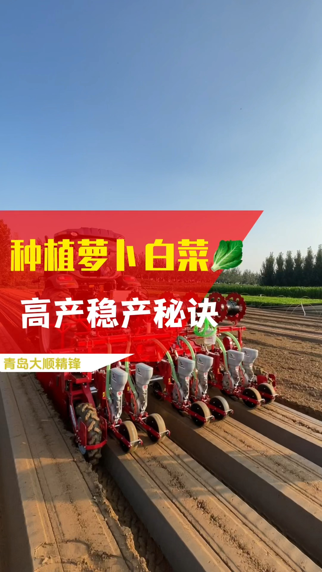 种植萝卜白菜,高产稳产秘诀,竟是用了这台机器