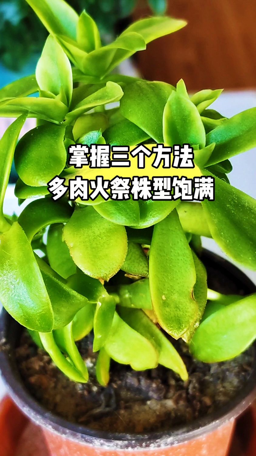 掌握三个方法,多肉火祭株型美