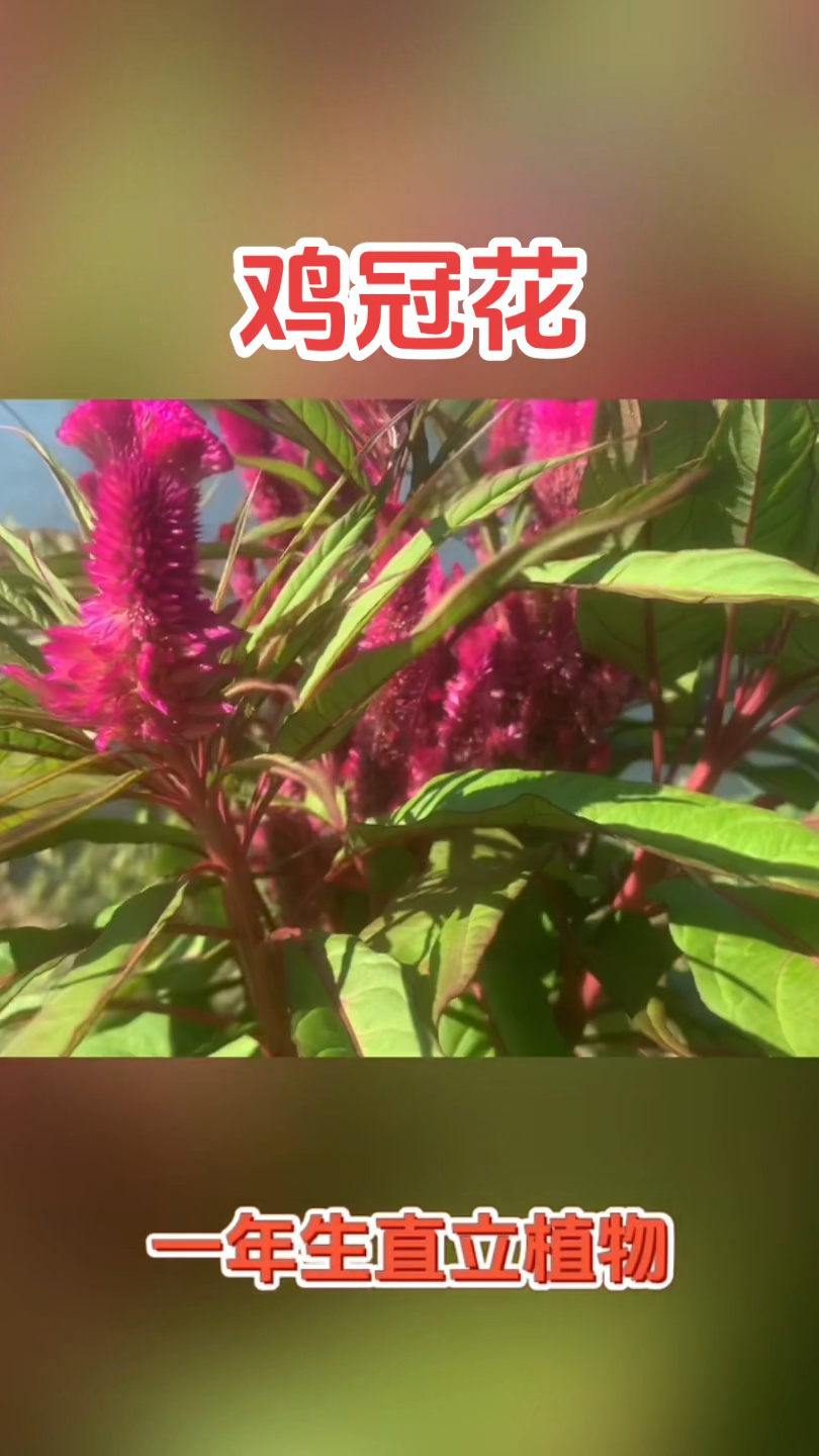鸡冠花你了解多少?