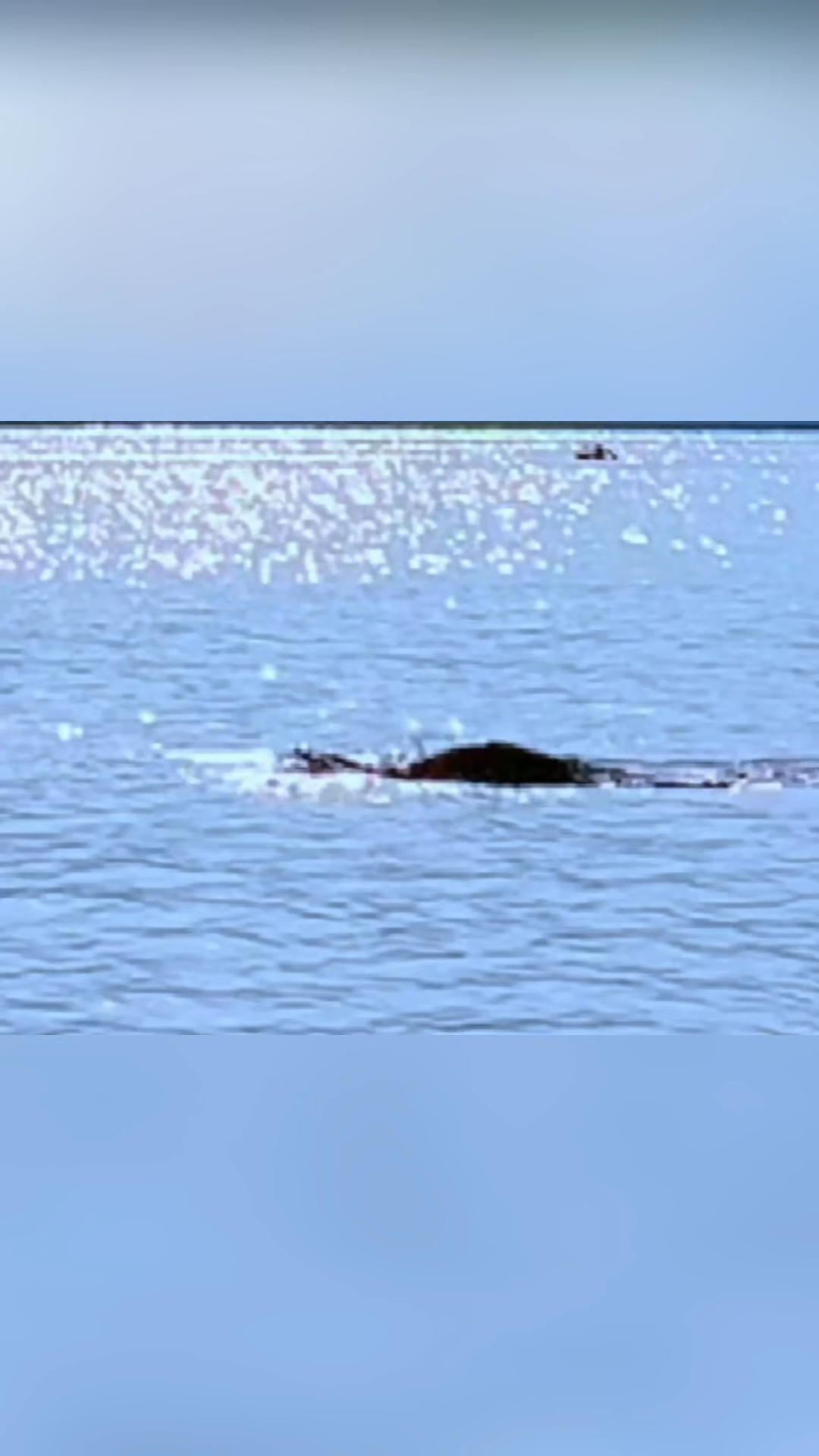 鳄鱼式滑行动作,模仿一下:入水姿势,重心前移熟练掌握三个支撑