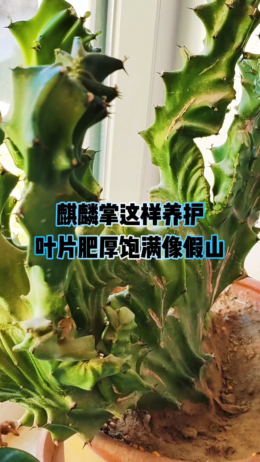 麒麟掌这样养护,叶片肥厚饱满像假山