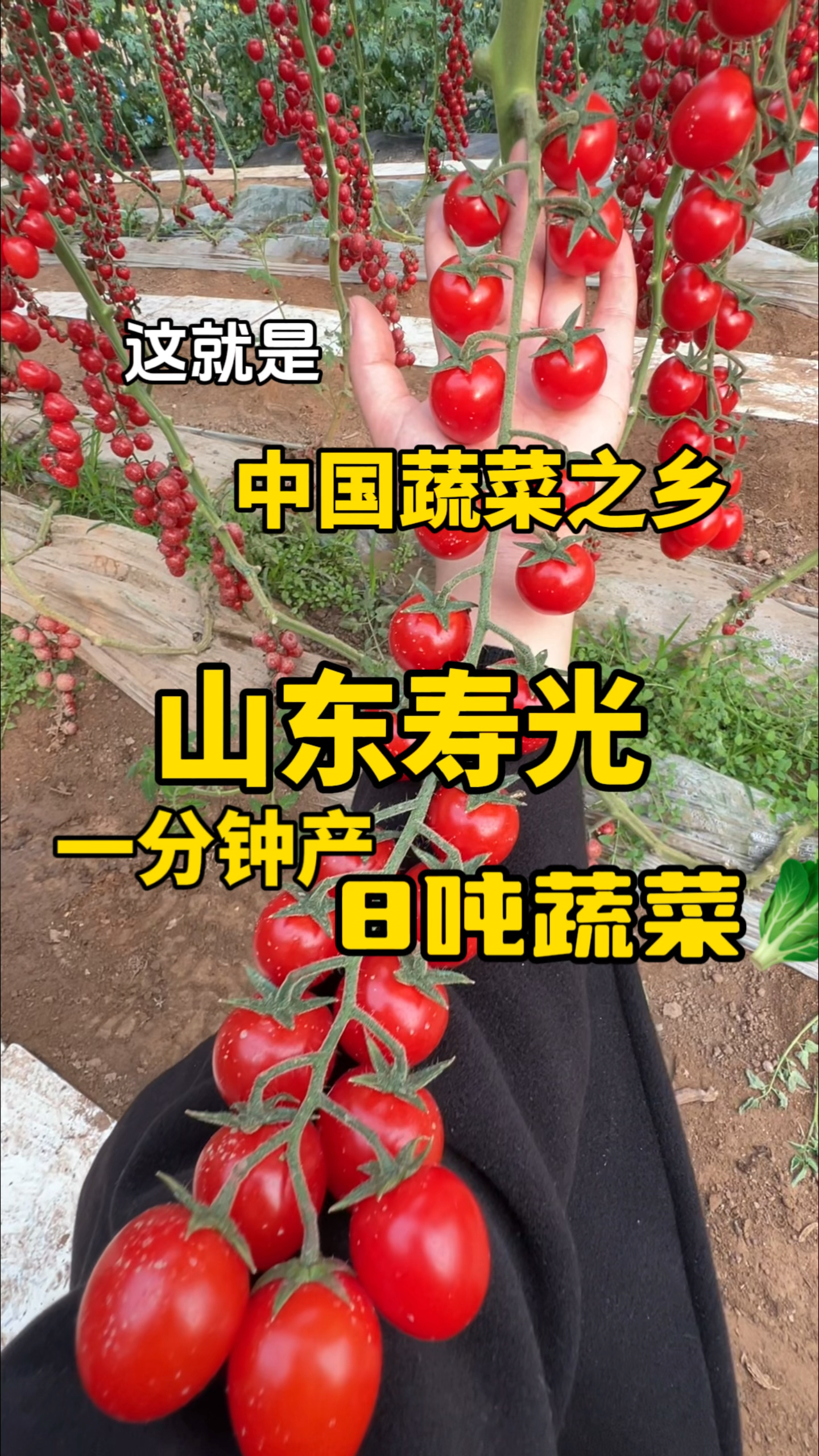 一组数字看寿光农业,这就是中国蔬菜之乡的底气