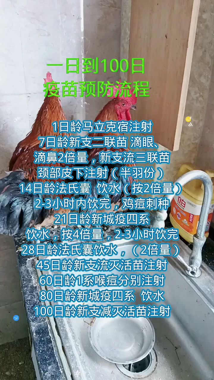 小鸡疫苗防疫流程