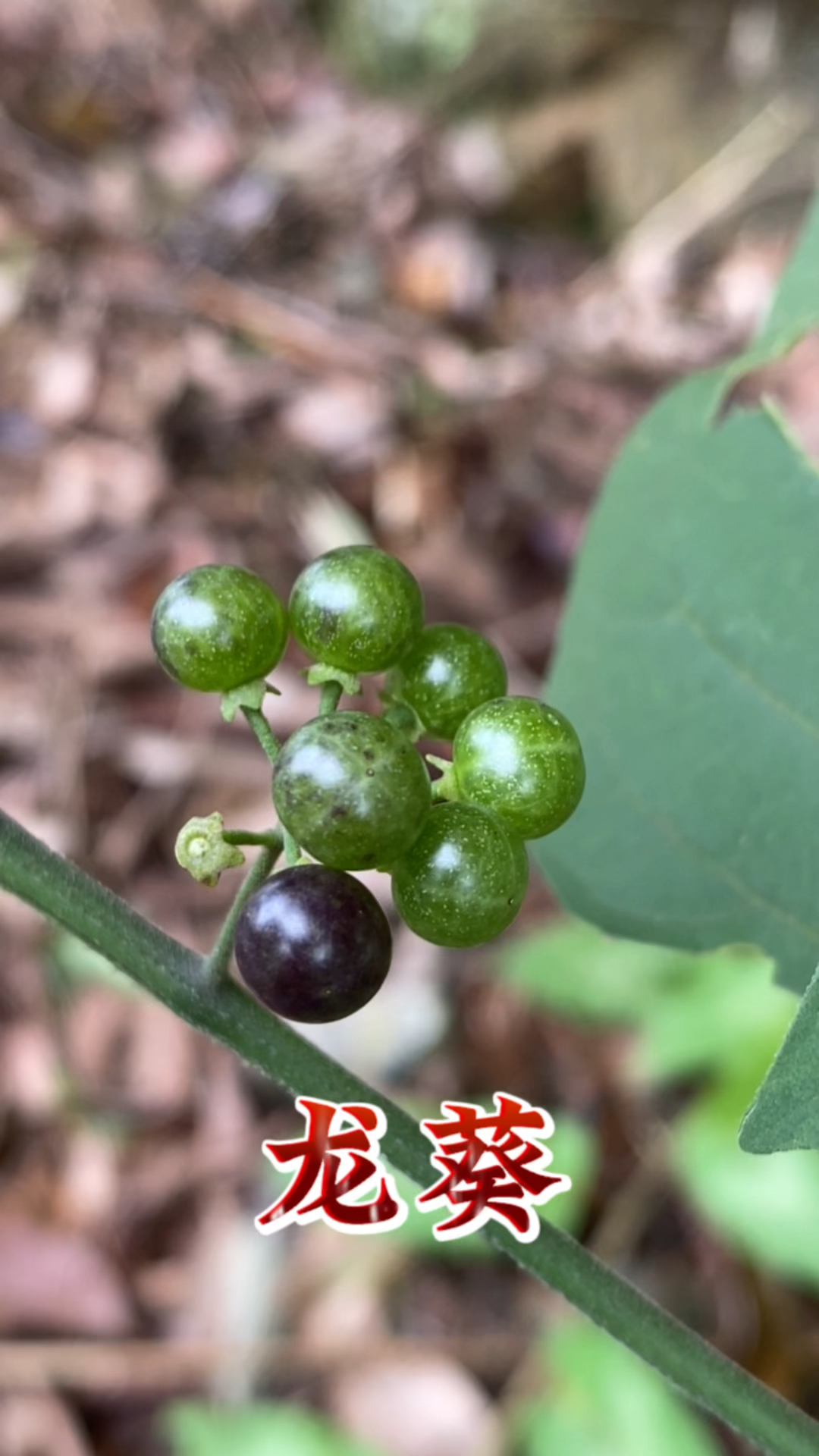 龙葵也叫“白花菜”,你有没有吃过呢?