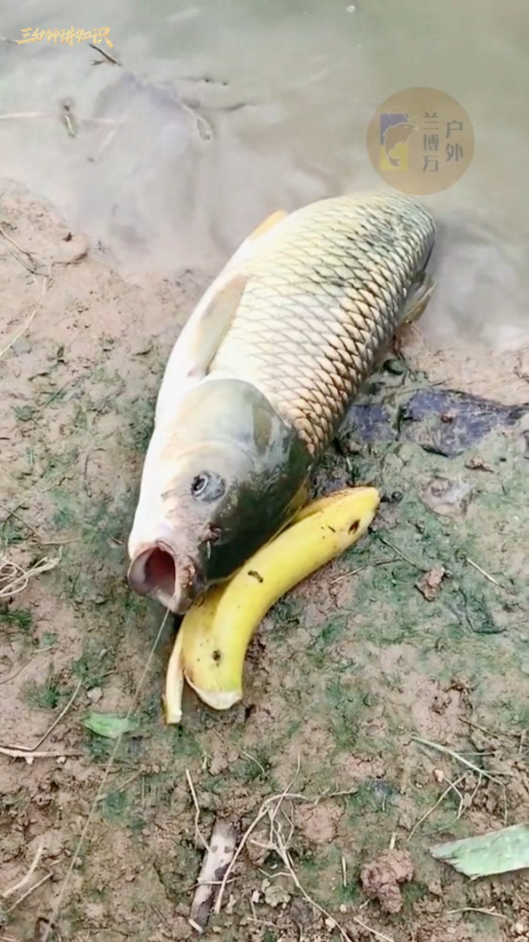 大爷告诉我,香蕉钓草鱼,一钓一个准
