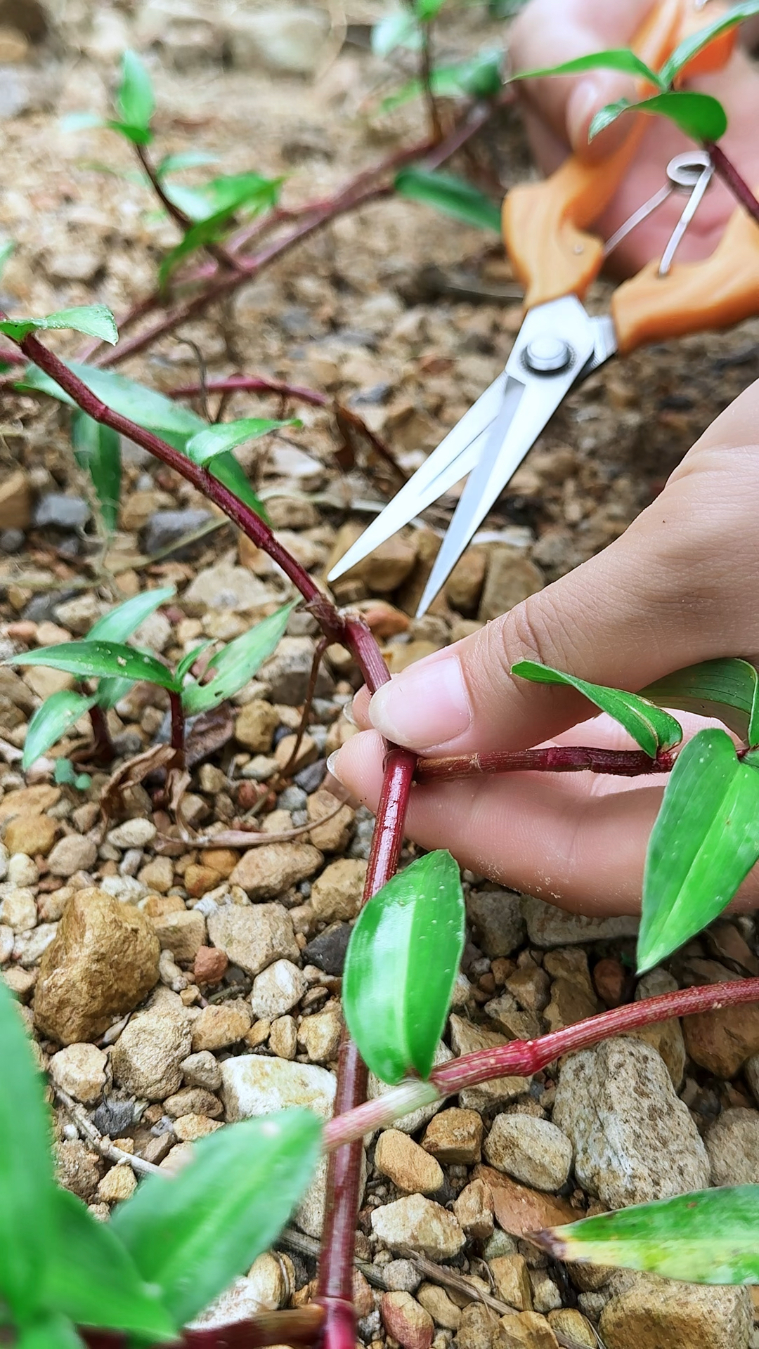 竹节菜有竹叶形状的叶子和竹子一样的茎节,村里人喜欢采摘它晒干