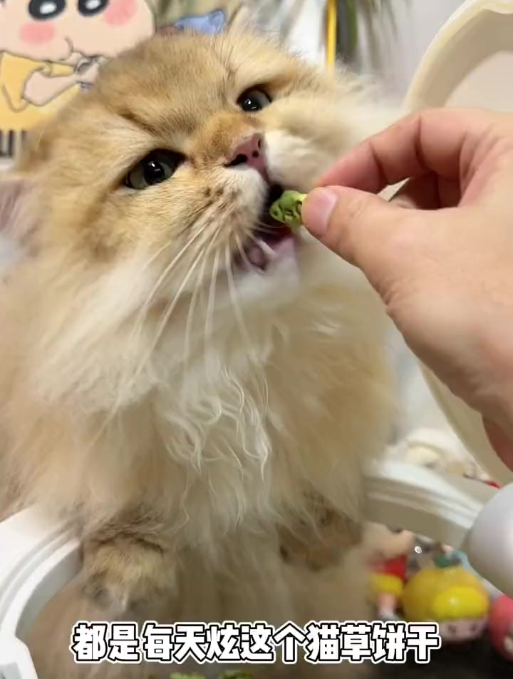 有了这个香酥嘎嘣脆的猫草饼干,再也不用强迫猫咪吃猫草了