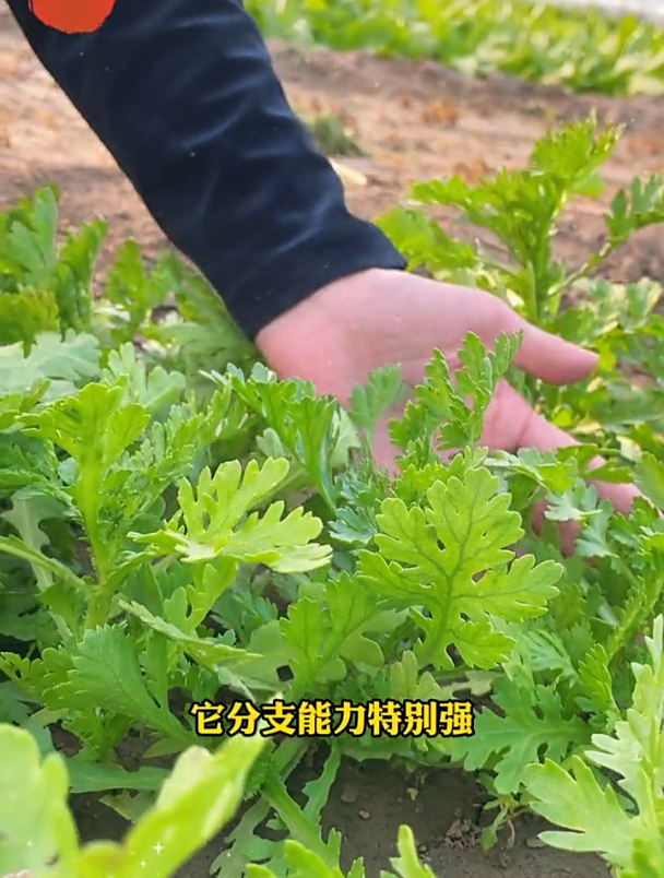 分枝能力强,耐热又耐寒,小叶茼蒿撒籽就长!