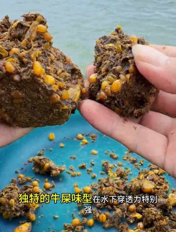 高温天气钓鲤鱼草鱼,号称比玉米还好用的“牛屎”饵,效果如何?