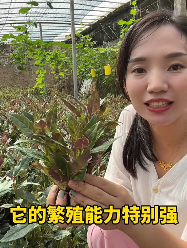 长在石缝里的菜,被人称为“观音菜”,繁殖能力强,种植简单