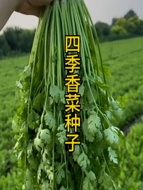 四季小香菜种子,香菜味浓郁,天冷天热都不容易出苔。种植简单