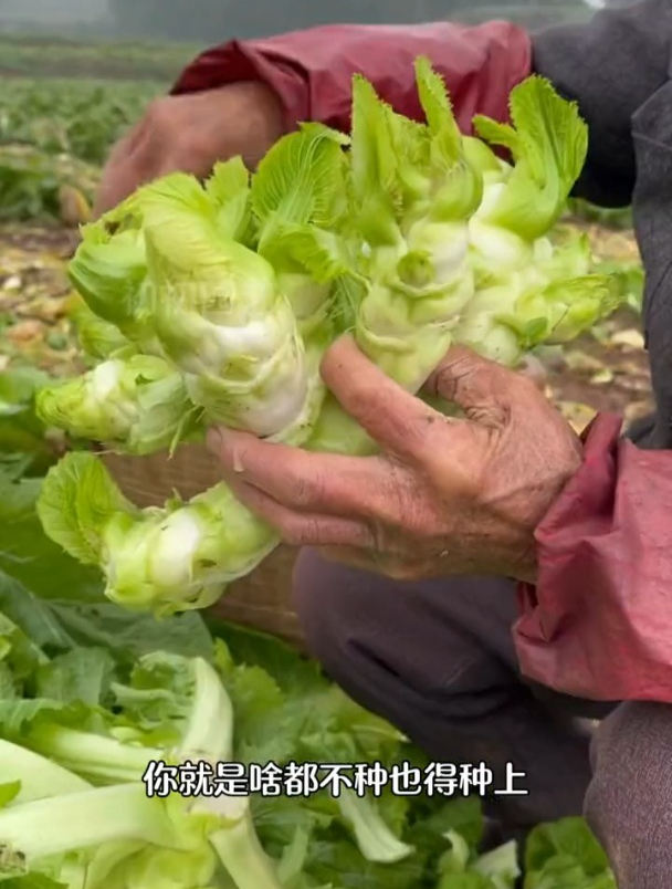 儿菜又叫娃娃菜,高养胜小人参,种一点全家抢着吃!