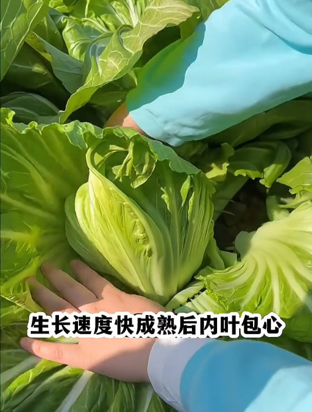 鸡心芥菜无需特殊管理,轻松丰收,一片炒一盘菜,种两棵够全家吃