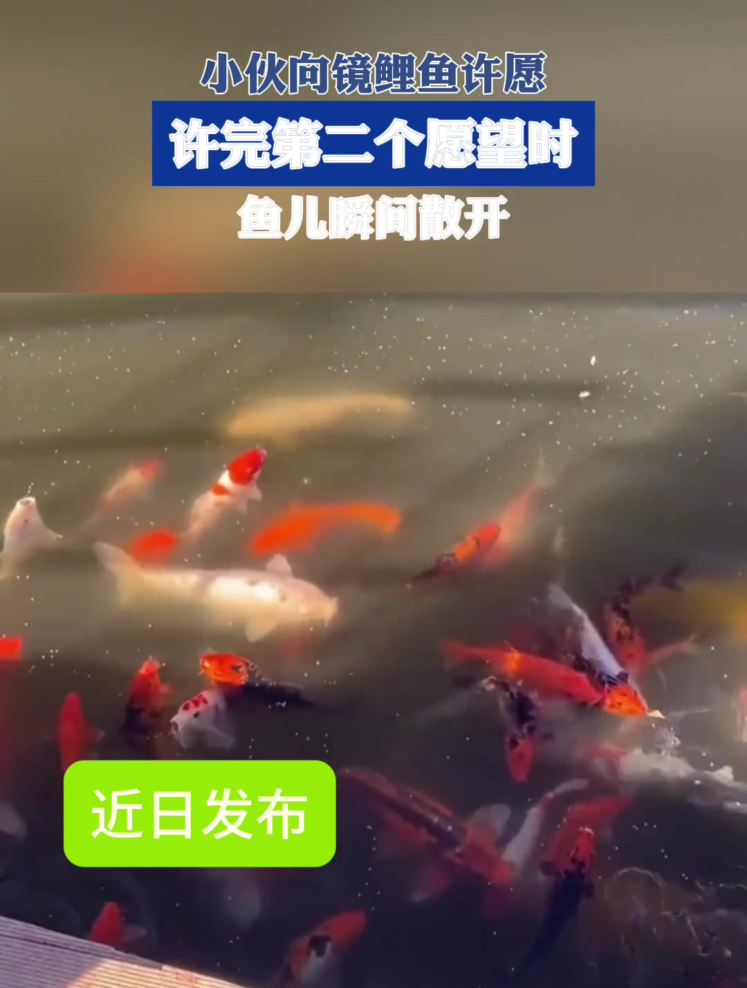 小伙向镜鲤鱼许愿,许完第二个愿望时,鱼儿瞬间散开