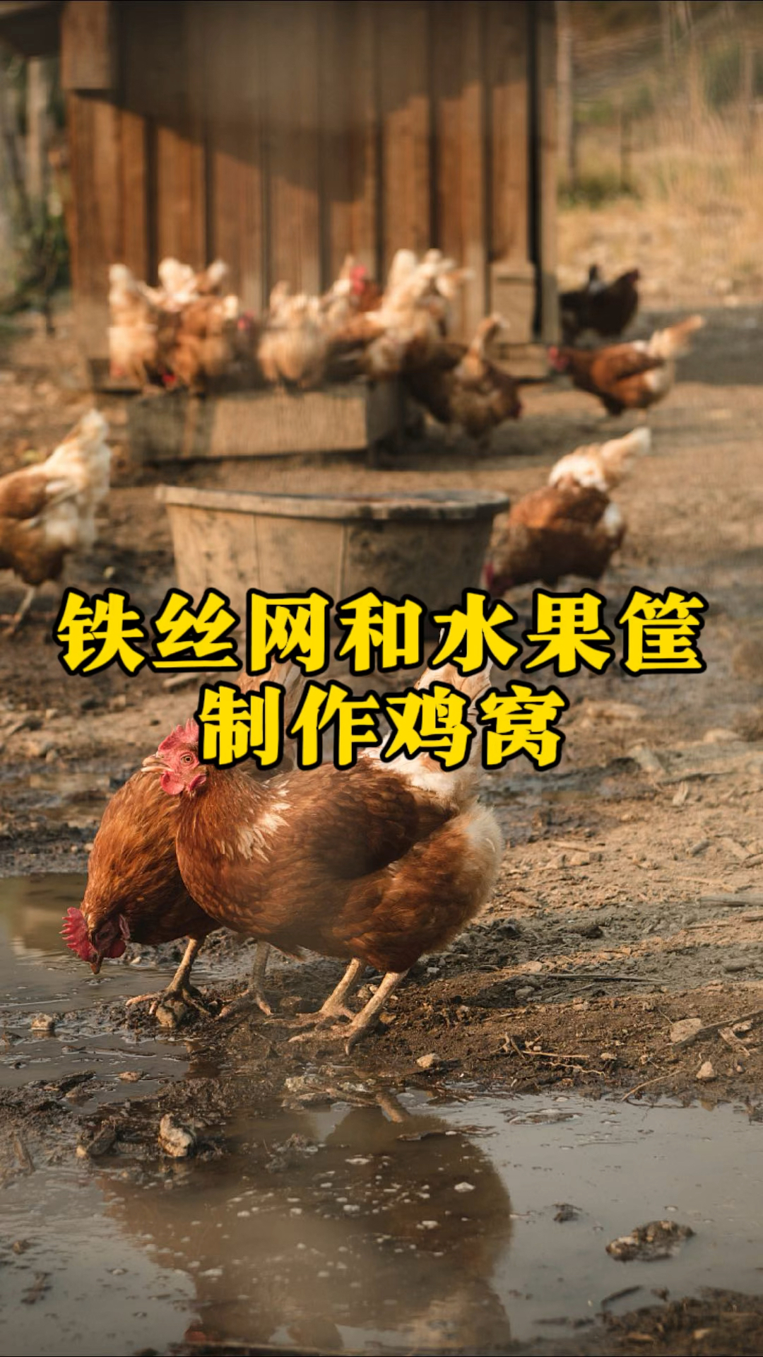 养鸡人真聪明,用铁丝网和水果筐制作鸡窝
