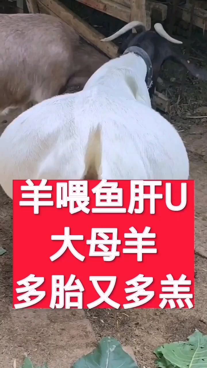 鱼肝油是个宝,养殖不能少