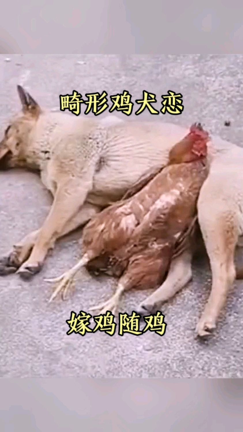畸形鸡犬恋,嫁鸡随鸡!