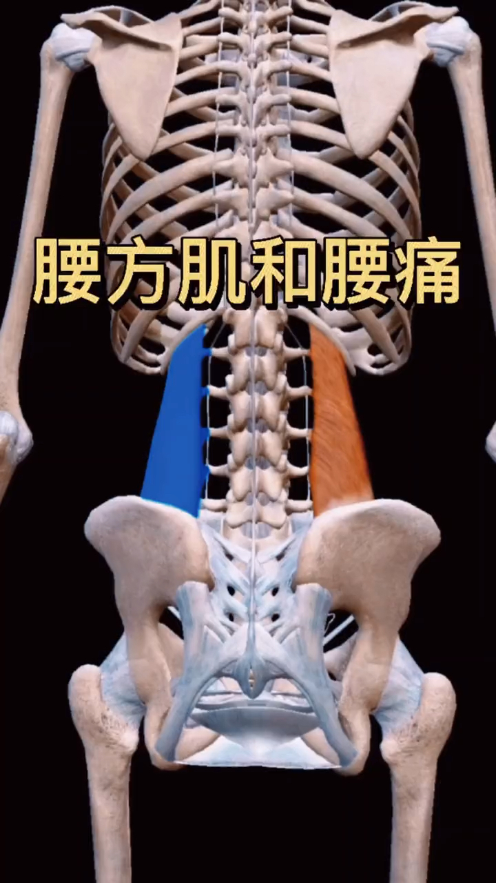腰疼少不了腰方肌