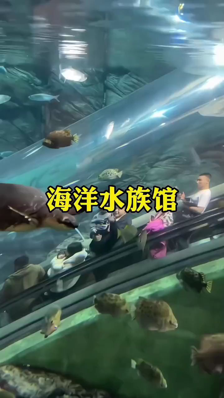 上海海洋水族馆你们都去过了吗
