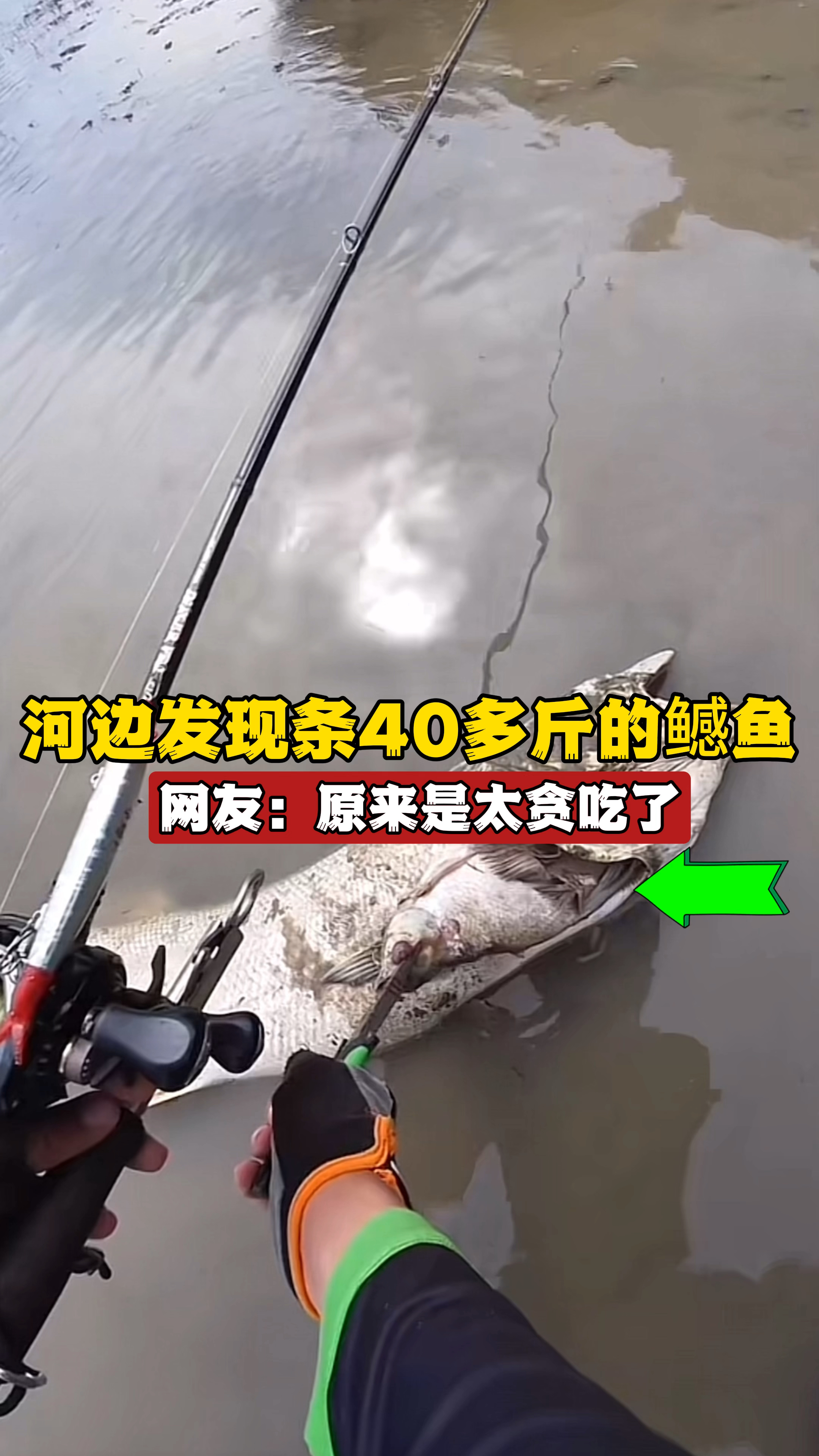 河边发现条40多斤的大鳡鱼,走近一看惊呆了!网友:它太贪吃了?