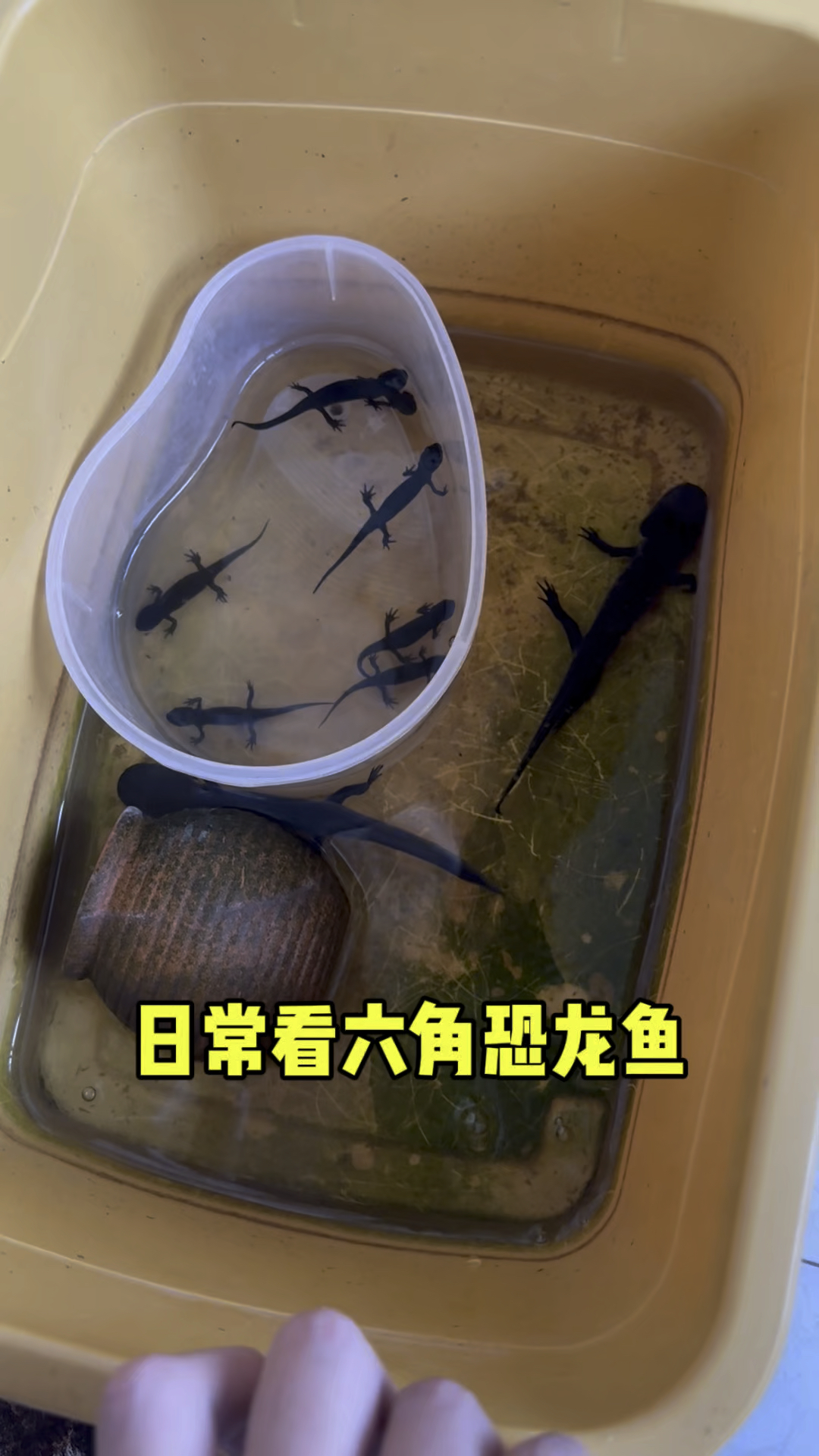 日常看六角恐龙鱼