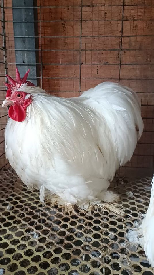 科钦球鸡,大家见过吗?