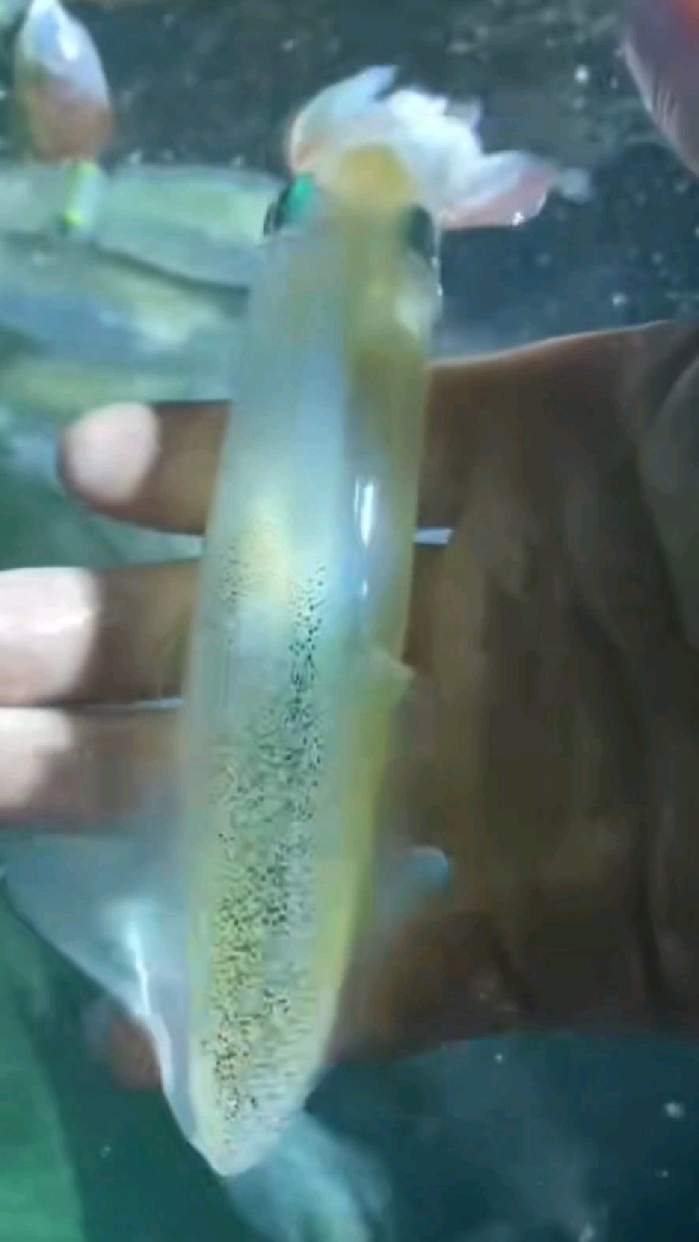 刚捕上来的小鱿鱼,也叫小管海兔,这个质量怎么样肉眼可见的