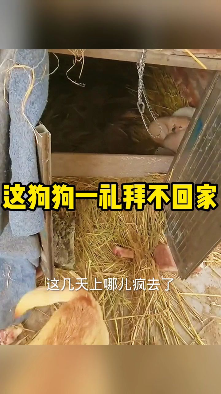 炖狗肉,这只狗也太不听话了。