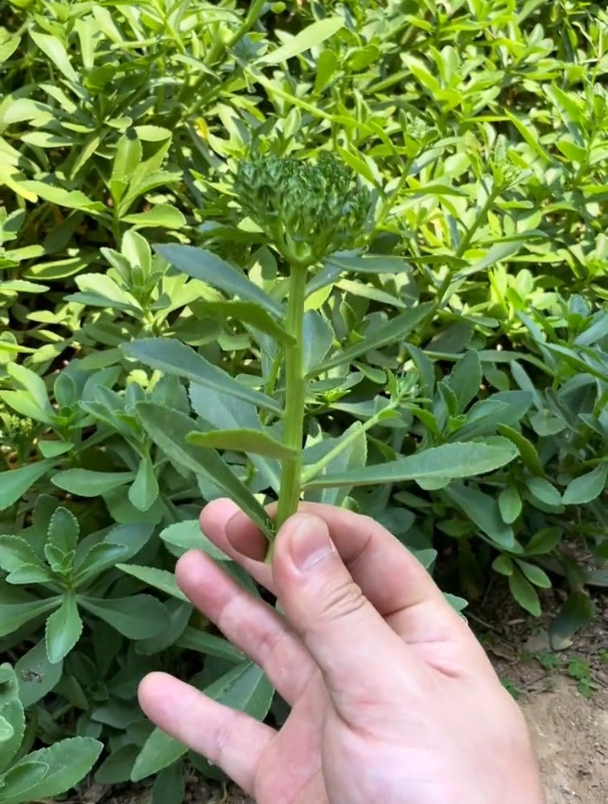 能补钙的菜农友们见过吗?就是这种养心菜,钙含量是牛奶的三倍!