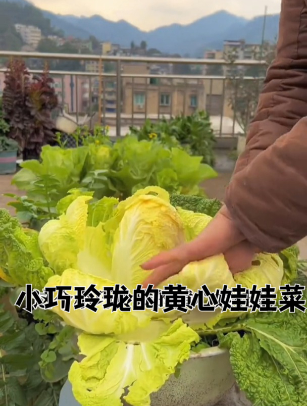 生长快耐旱耐热,比大白菜更鲜嫩,黄心娃娃菜正当种!