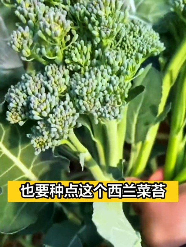 好种还不生虫,罕见的小型“西兰花”,高养胜牛肉!
