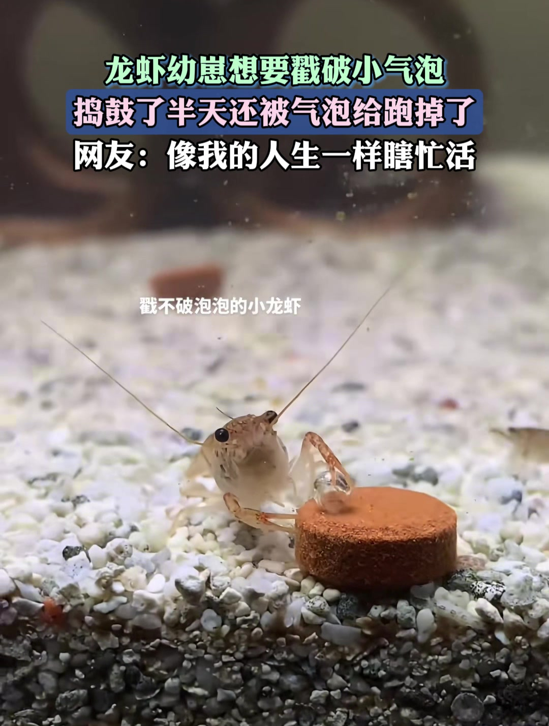 龙虾幼崽想要戳破小气泡,忙活了半天还让气泡跑掉了