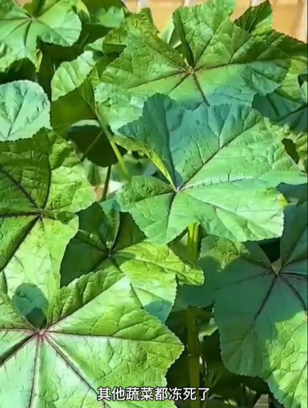 冬寒菜种子四季种植,非常耐寒,种一点冬天也能吃一茬又一茬