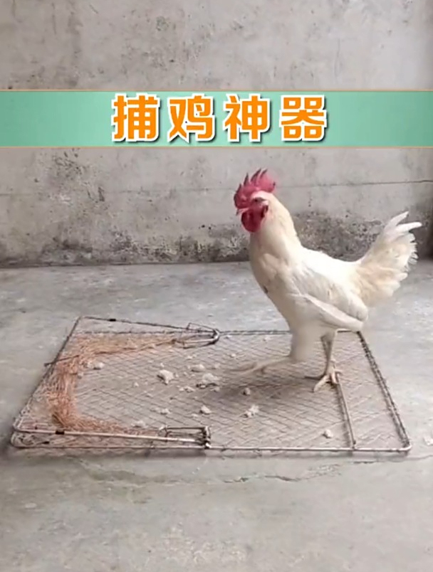 有了这个“捉鸡神器”,回收家禽就方便多了