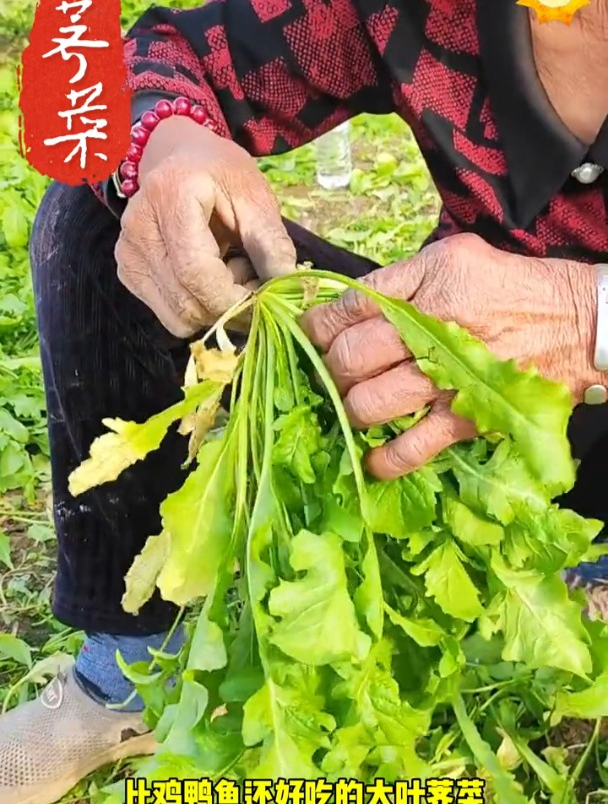 荠菜是最好吃的野菜,对土壤环境没有要求,撒把籽就能像野草疯长