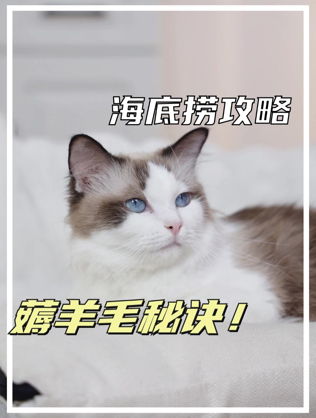 海底捞攻略,薅羊毛秘诀