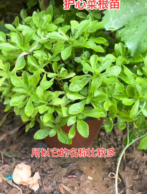 养心菜是个宝,城里人想吃买不到,苗子移栽一次吃上十年!