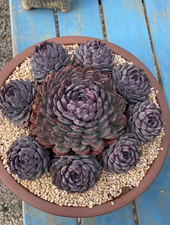这样手捧花造型的多肉是怎样养成的?