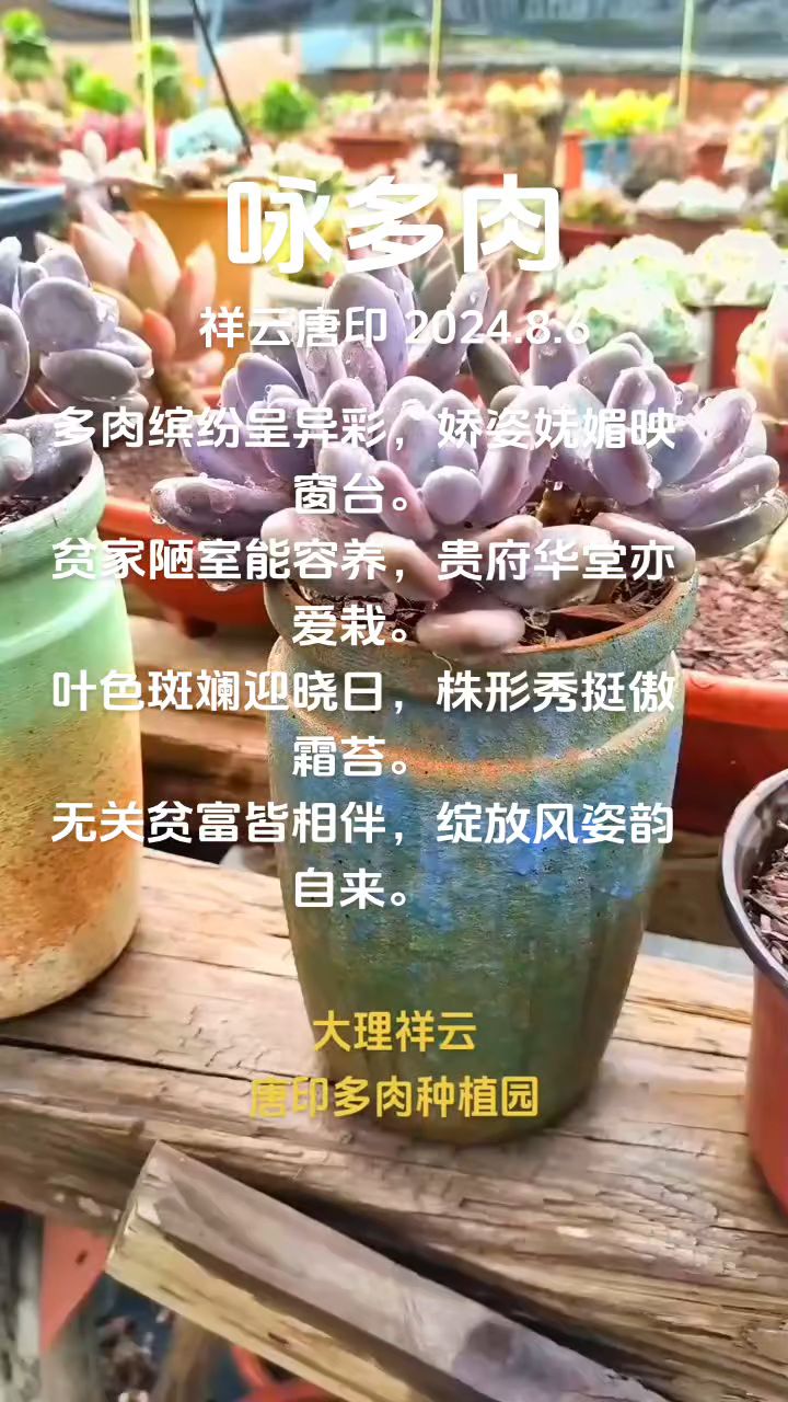 多肉植物诗词鉴赏