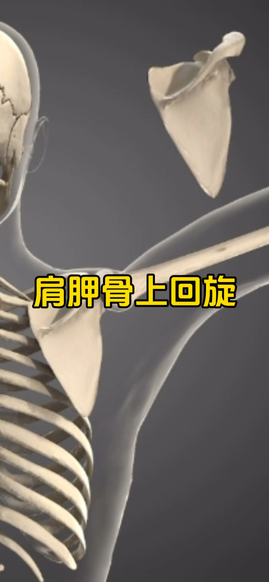 肩胛骨上回旋的功能对上肢活动至关重要!