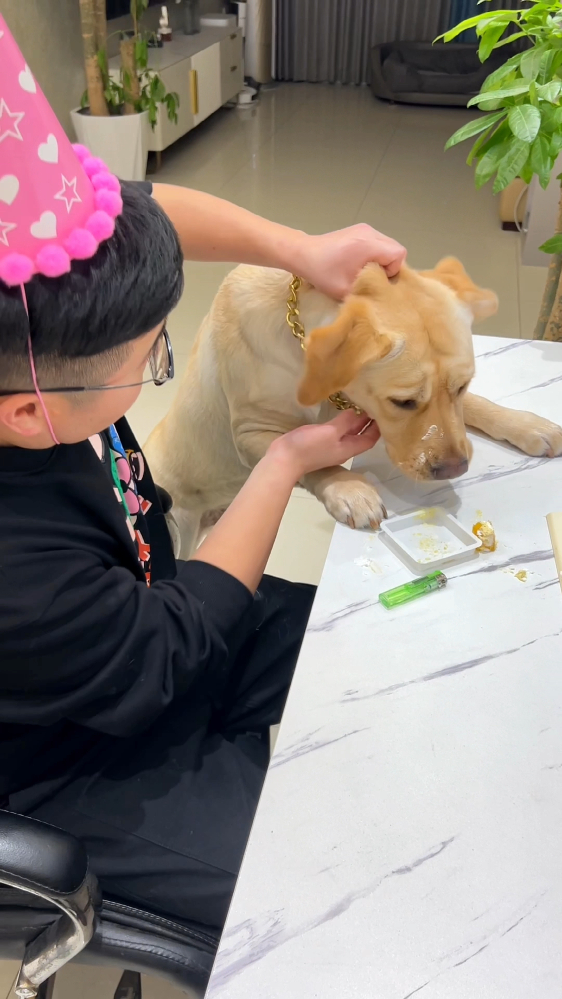 高高兴兴过个生日,没想到蛋糕被狗吃了!