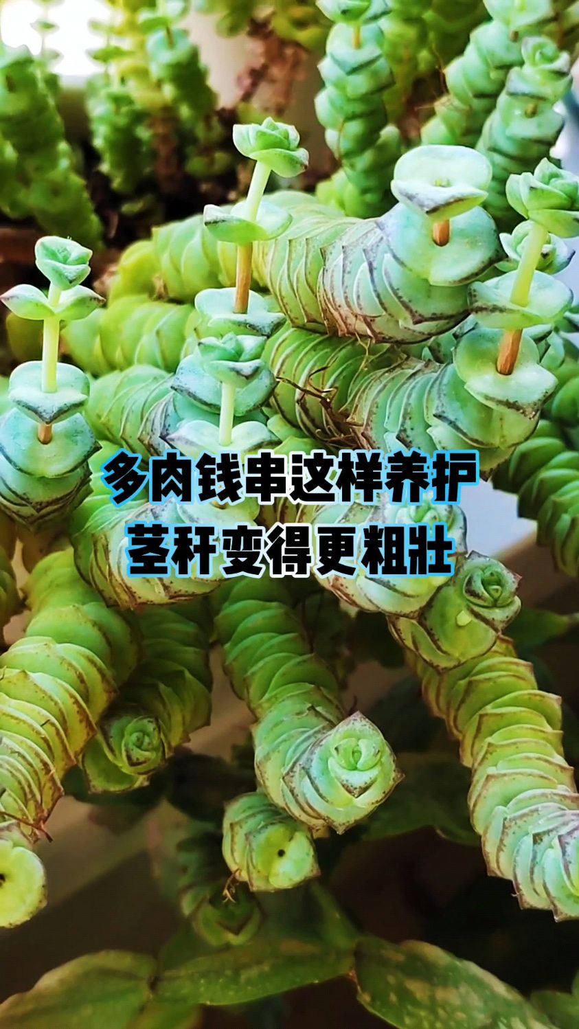 多肉钱串这样养护茎秆变得更粗壮