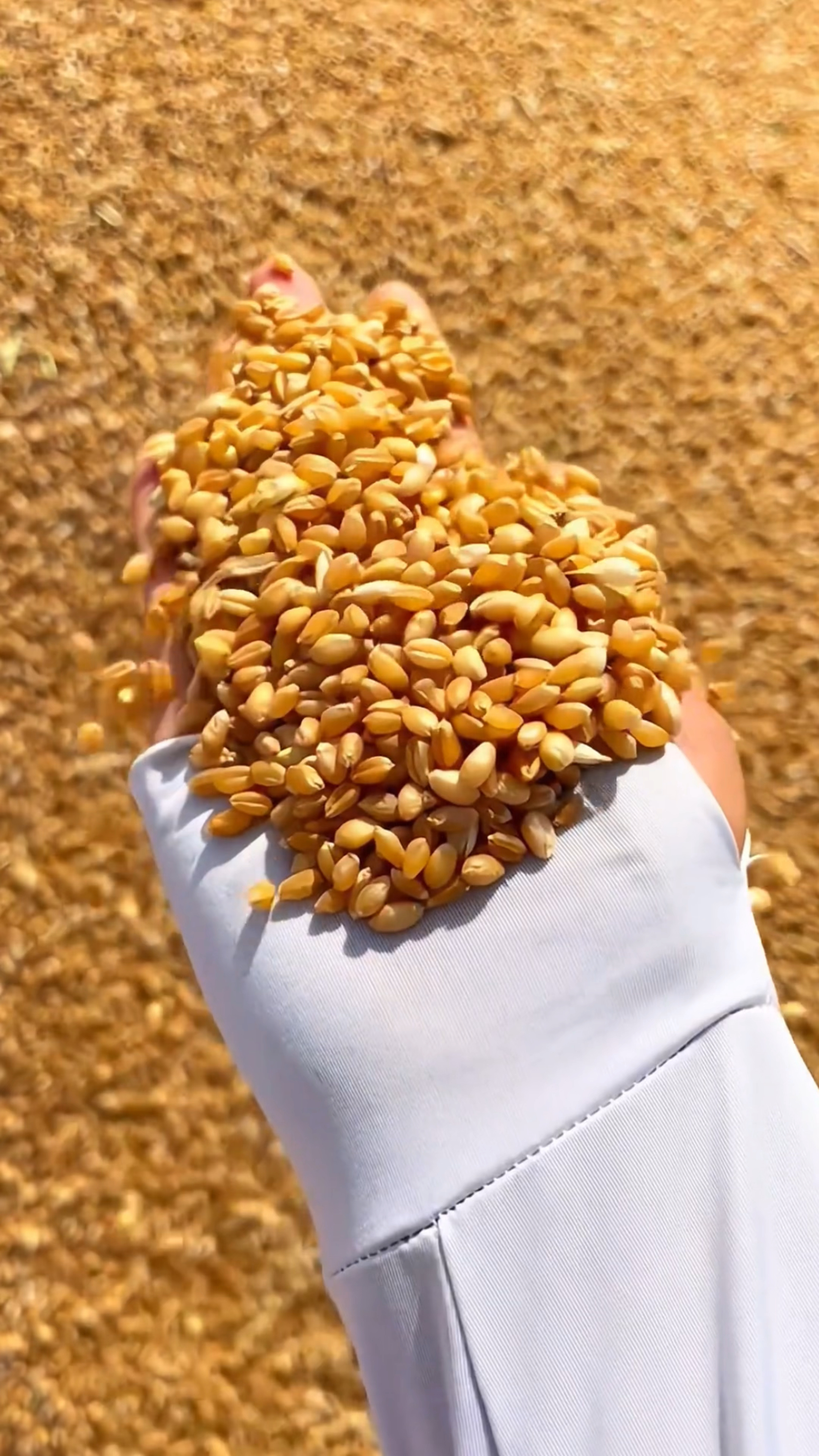 今天立秋了吃饺子