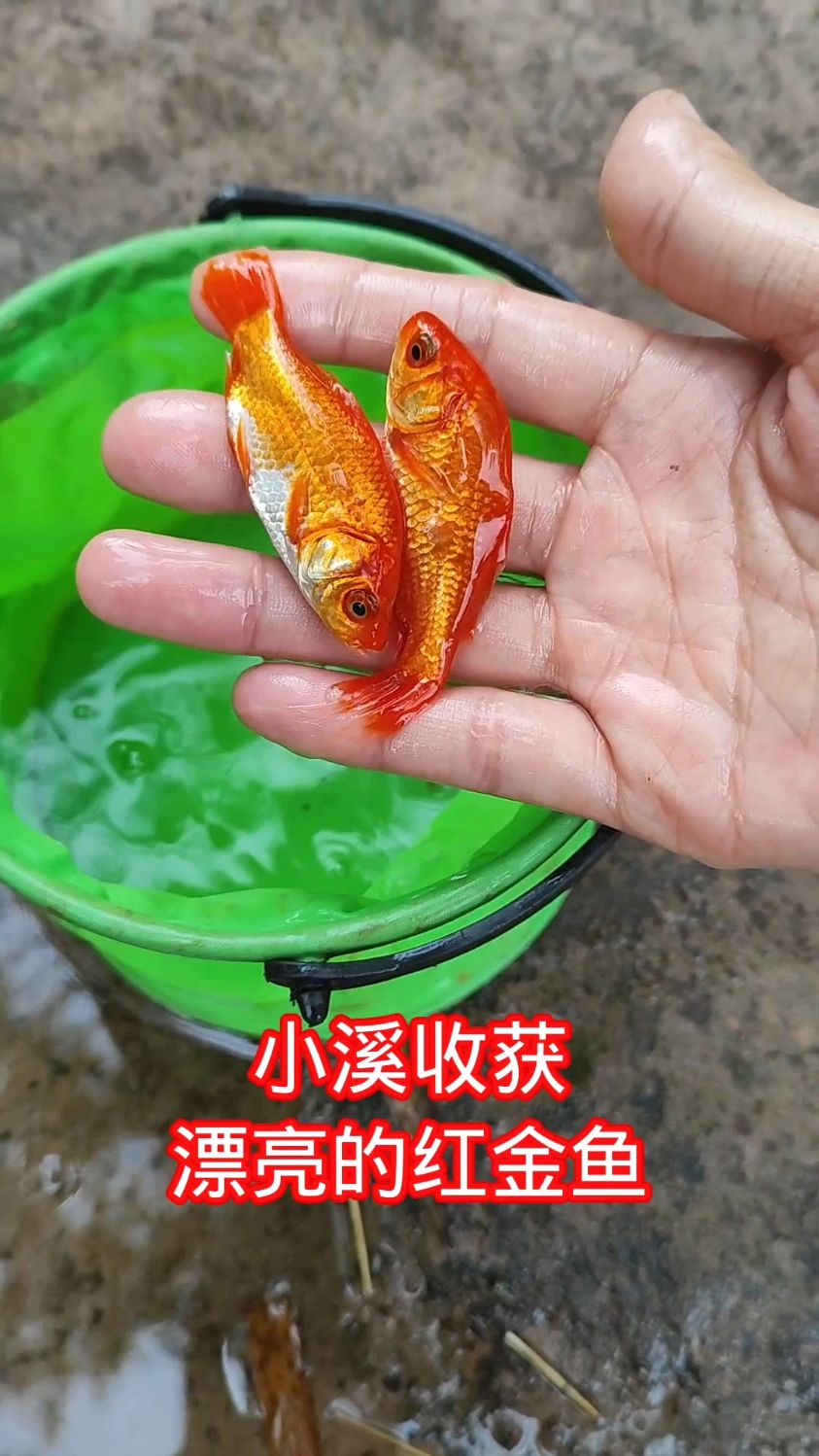 在小溪收获漂亮的红金鱼