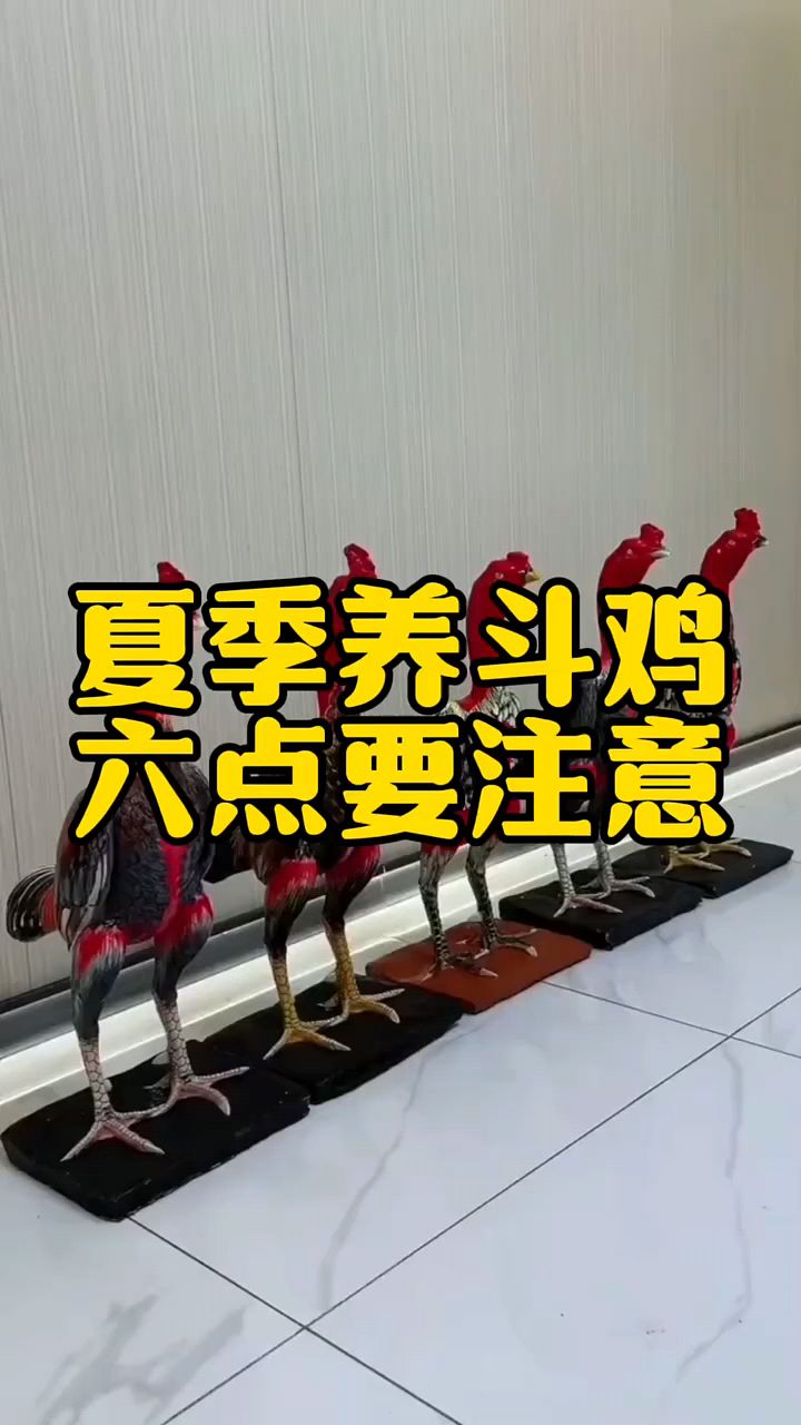 夏季养斗鸡注意这六点
